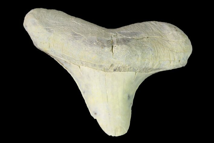 Bargain, Fossil Shark (Cretoxyrhina) Tooth - Kansas #142951